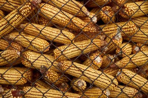 Grid cage full of corn cobs Shot Of maize. dry storage 写真素材