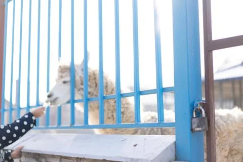 The grid of the cage from which Lama eats from the hands of a child Stock Photos