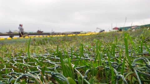 Grid on the grass. Stock Footage 117832705