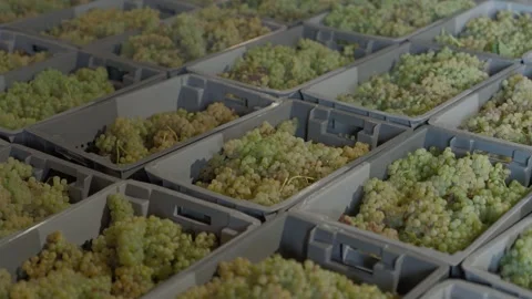 Grid of Harvest Crates Filled with White Grapes Waiting at the Winery Stock Footage 344437863