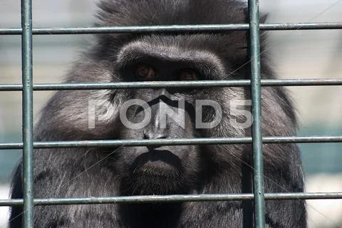 Grid imprisoned monkey animal baboon captivity Stock Photos