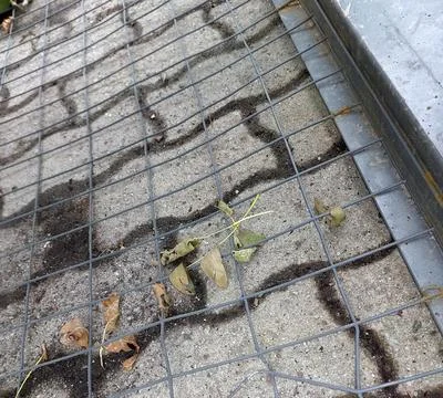 Grid Pattern on Pavement With Leaves and Dirt During a Quiet Afternoon in a.. Stock Photos