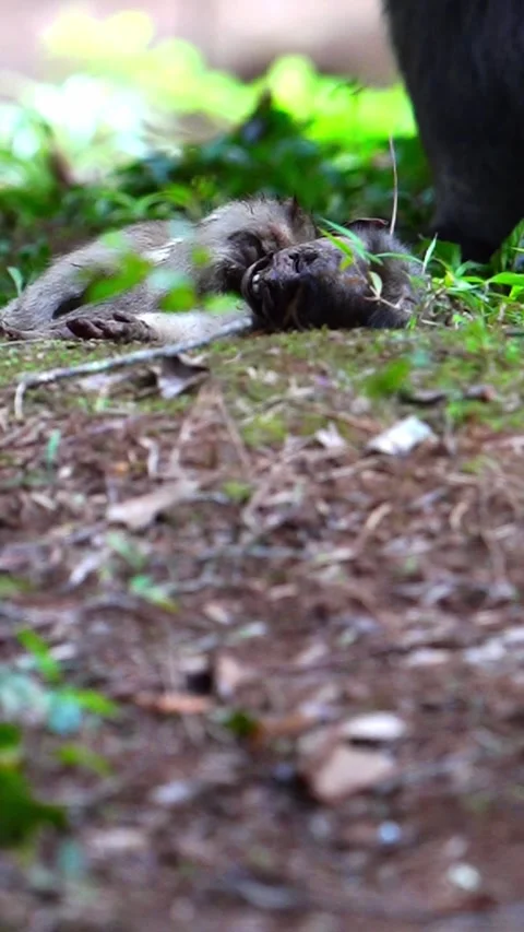 Grieving Bonnet Macaque Mother Carrying Dead Infant In Ooty, India 動画素材 337827464