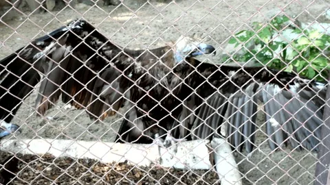 Griffin spread its wings Stock Footage 202891857