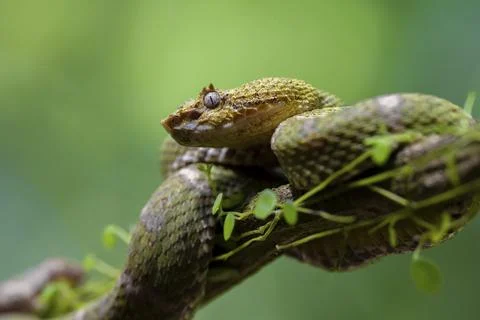 Griffin-tailed lance adder (Bothriechis schlegelii), green variety, sitting on a Stock Photos