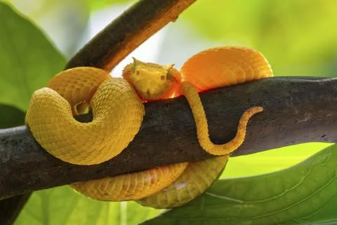 Griffin-tailed lance adder (Bothriechis schlegelii) resting on a tree trunk, Stock Photos