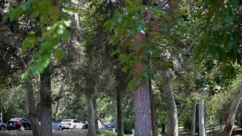 Griffith Park 動画素材 93811718