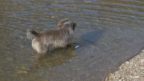 A Griffon Dog watch the waves into the River Stock Footage 307013418