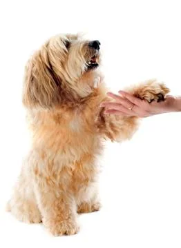 Griffon Stock Photos