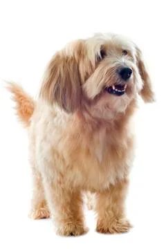 Griffon Stock Photos