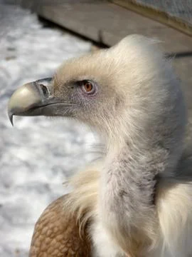 Griffon portrait Stock Photos