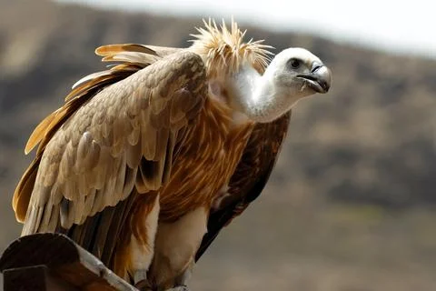 Griffon is resting Stock Photos