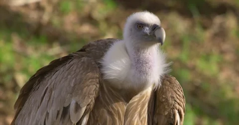 Griffon vulture 2 Stock Footage 280490283