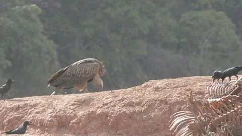 Griffon Vulture and Crows Stock Footage 131097758
