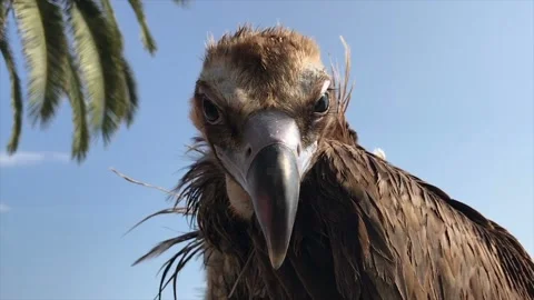 Griffon Vulture, Close-Up Of Head Stock Footage 94198057