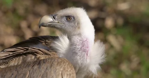 Griffon vulture closeup 1 Stock Footage 280490126