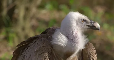 Griffon vulture closeup 2 Stock Footage 280490188