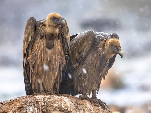 Griffon vulture couple perched on rock Stock Photos