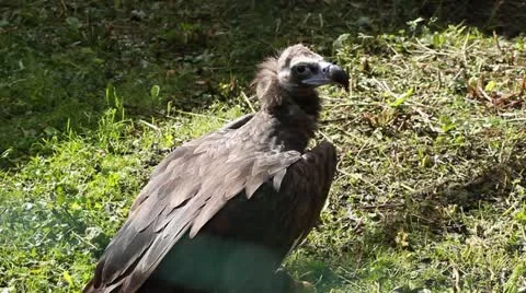 Griffon vulture eat prey Stock Footage