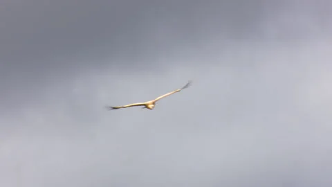 Griffon Vulture flying between mountains Stock Footage 130805314