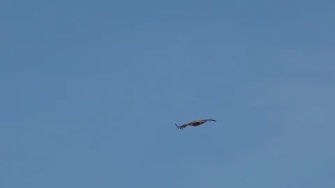 Griffon Vulture Flying Stock Footage 111727705