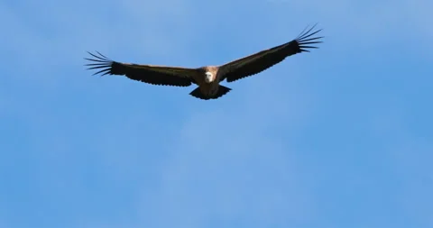Griffon vulture flying over the Jonte  Gorges, Lozere department, France Vidéo 252128585
