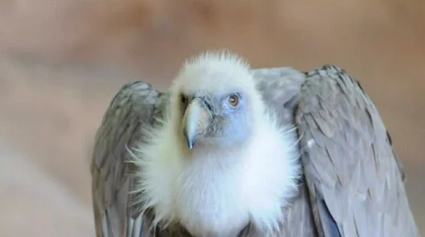 Griffon vulture Stock-Footage 523790