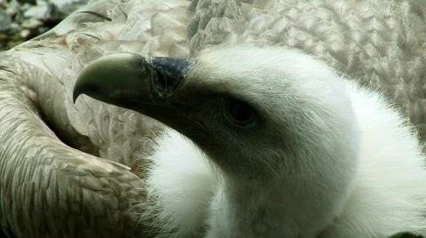 Griffon Vulture Stock Footage 794087