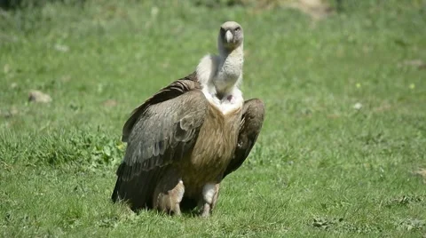 Griffon vulture Stock Footage 49046733