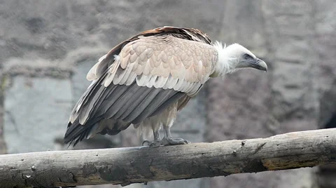 Griffon Vulture Stock Footage 67811107