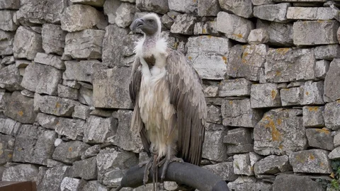 Griffon Vulture Video stock 99140400