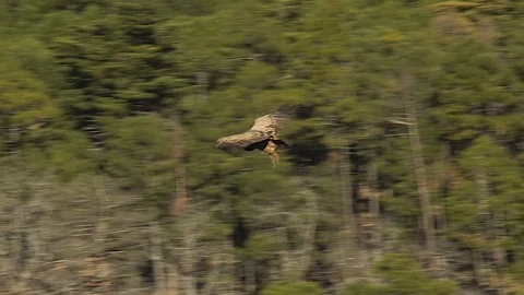 Griffon vulture Stock Footage 112349663