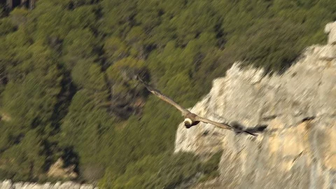 Griffon vulture Video stock 112349730