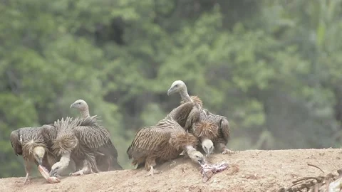 Griffon Vulture Stock Footage 130543764