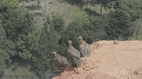 Griffon Vulture Stock Footage 130544260