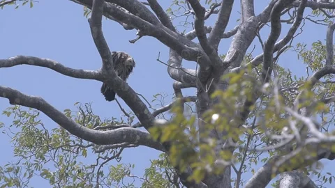 Griffon Vulture Stock Footage 130546033