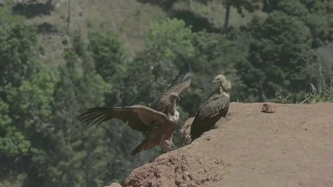 Griffon Vulture Stock Footage 130547267