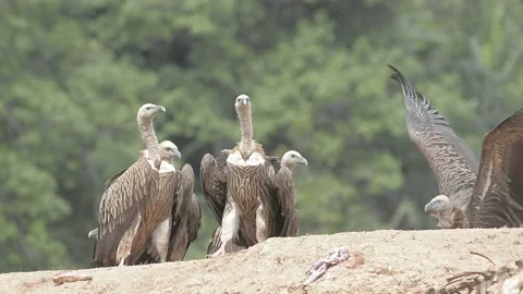Griffon Vulture Stock Footage 130547585