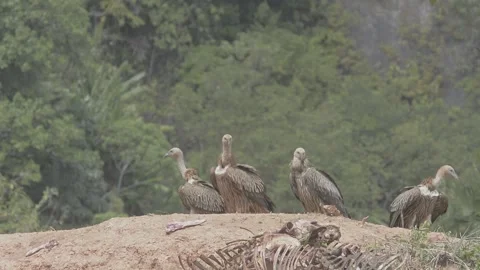 Griffon Vulture Stock Footage 131130919