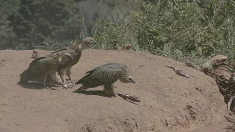 Griffon Vulture Stock Footage 131130994