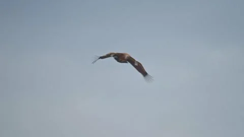 Griffon vulture gliding In the Golan Heights Stock Footage 302898997