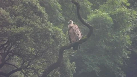 A griffon vulture grooms its plumage in a heavy drizzle Stock Footage