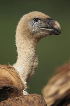 Griffon Vulture Gyps fulvus head portrait at feeding site Picos de Europa Spain Stock Photos