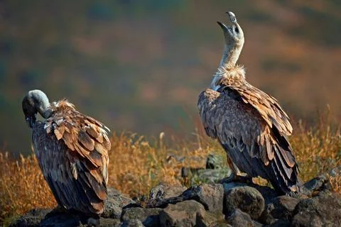 Griffon vulture (Gyps fulvus) a large bird of prey. Wild vultures in the mo.. Stock Photos