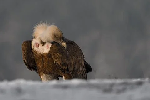 The griffon vulture with its head down Stock Photos