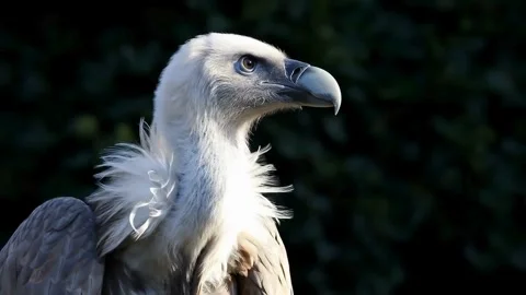 Griffon vulture looking around in its natural forest habitat Stock Footage 338154026