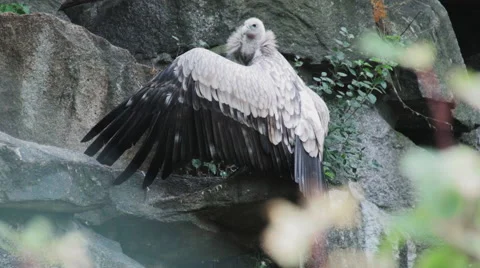 A griffon vulture with open wings Stock Footage 68644305