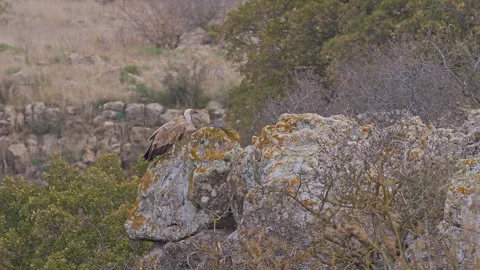 Griffon vulture perching on the rock Stock Footage 302899307