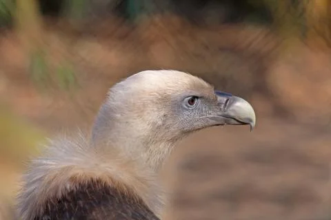 Griffon vulture Stock Photos