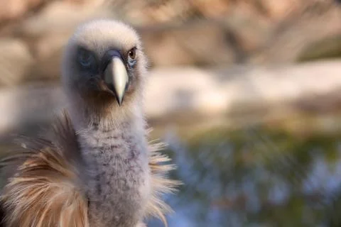 Griffon vulture Stock Photos
